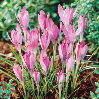 Pink Snow Crocus