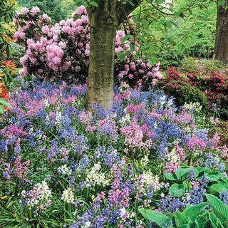 English Wood Hyacinth Mixture