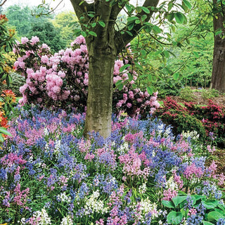 English Wood Hyacinth Mixture