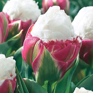 Tulip Ice Cream