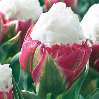 Ice Cream Tulip