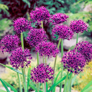 Allium Atropurpureum