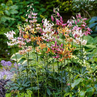 Turks Cap Lily Mixture