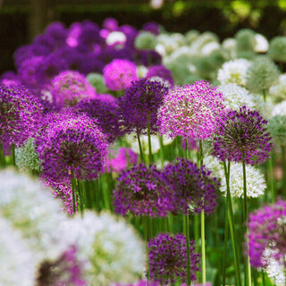 2 Months Of Allium Mixture