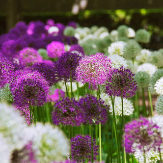 2 Months of Alliums Mixture