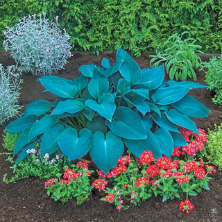 Canadian Blue Hosta