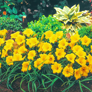 Stella De Oro Reblooming Daylily