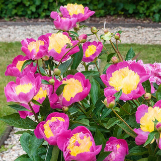 Bowl Of Beauty Peony