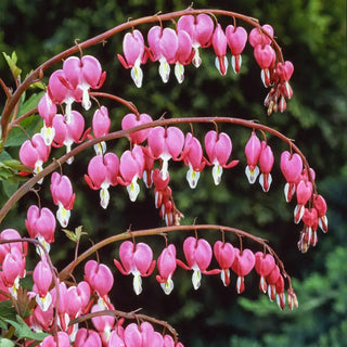 Bleeding Hearts