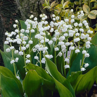 Lily of the Valley