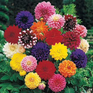 Super Sak Decorative Dahlia Mixture