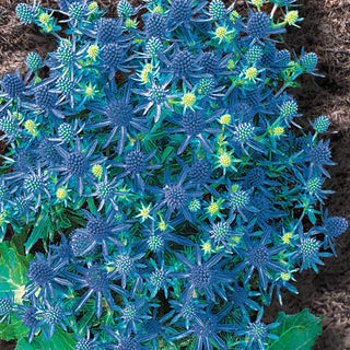 Blue Hobbit Sea Holly