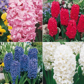 Giant Hyacinth Collection