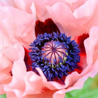 Mrs Perry Oriental Poppy