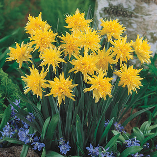 Rip Van Winkle Daffodil