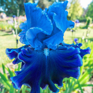 Cybergrape Bearded Iris