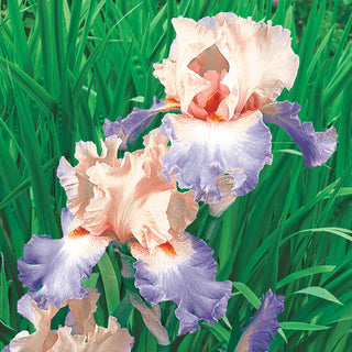 Celebration Song Bearded Iris