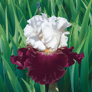 Twist Of Sheree Bearded Iris 76090