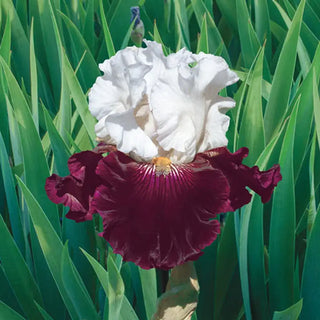 Twist of Sheree Tall Bearded Iris