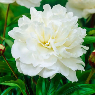 Shirley Temple Peony