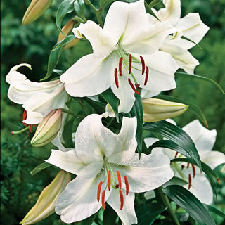 Casablanca Lily