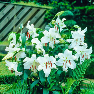 Casablanca Lily