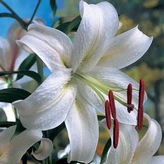 Casablanca Lily