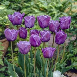 Bleu Aimable Tulip