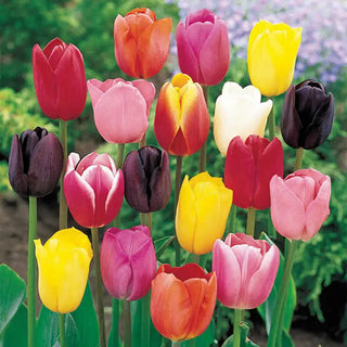 Cream-of-the-Crop Tulip Mixture Super Sak®