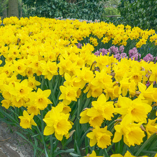 Yellow Trumpet Daffodils Super Sak 76277