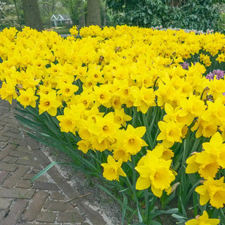 Yellow Trumpet Daffodils Super Sak®