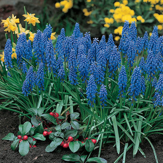 Blue Grape Hyacinths Super Sak 76280