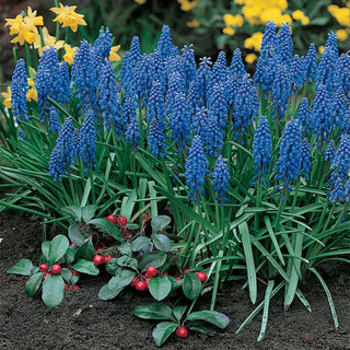 Blue Grape Hyacinth Super Sak®