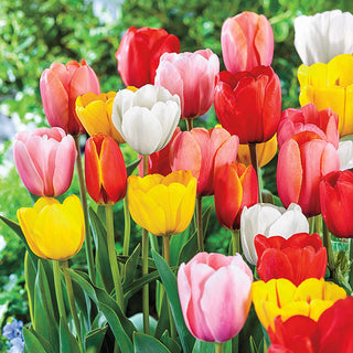 Perennial Tulip Mixture Super Sak 76283