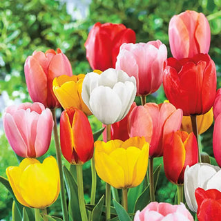 Perennial Tulip Mixture Super Sak®