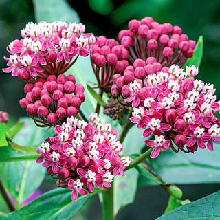 Soulmate Swamp Milkweed