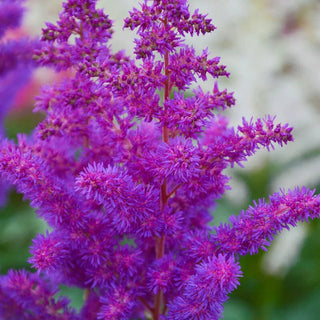 Black Pearls Astilbe