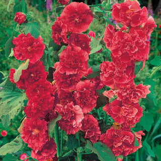 Chaters Double Red Hollyhock