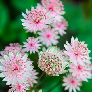 Sparkling Stars Pink Astrantia