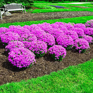 Forever Pink Phlox