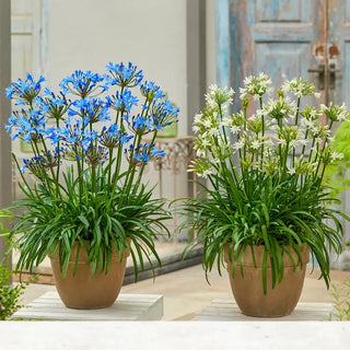 Summer Love Agapanthus Collection