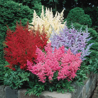 Astilbe Mixture Super Sak