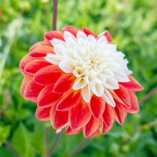 Tangerine Sorbet Dahlia