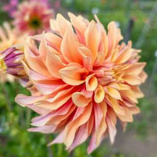 Tyrell Dahlia