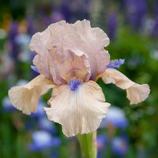 Concertina Reblooming Bearded Iris