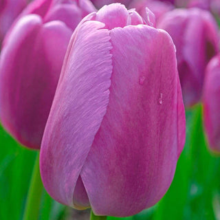 Purple Pride Tulip