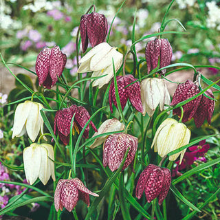 Guinea Hen Flower