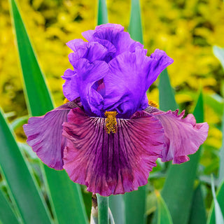 Nelly Tardivier Bearded Iris