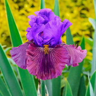 Nelly Tardivier Bearded Iris