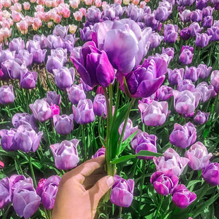 Bountiful Blooms Multi-Flowering Tulip